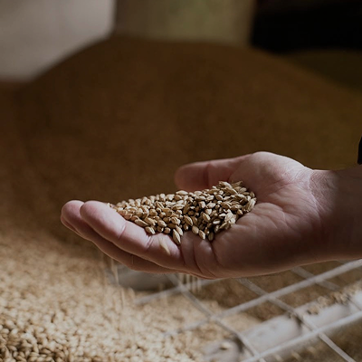 A hand holding Irish-grown grain, sourced from farmers local to West Cork